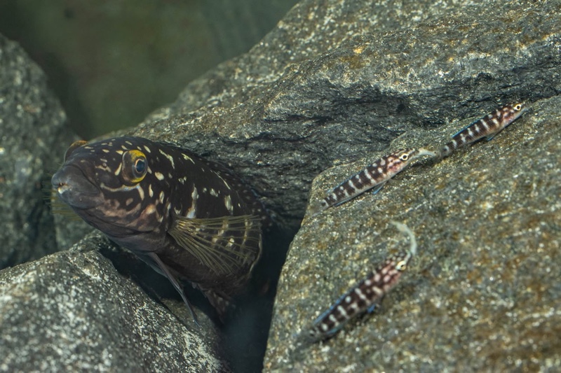 Julidochromis sp. 'transcriptus tanzania' Molwe
